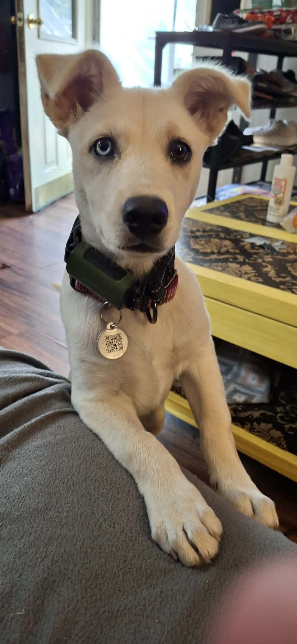 A real customer's puppy wearing their PetProTag